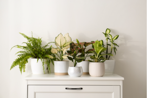 House plants on a table surface